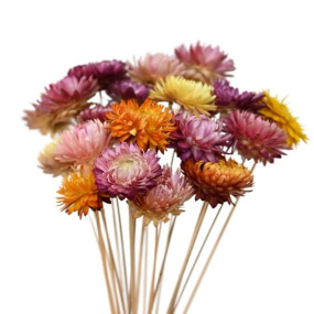 IDIKA Living Straw Flower Dried Flower | Multicolour Mix | Set of 100 Pieces | 3 cm Diameter | Vibrant Dried Blooms for Crafting and DIY Decorations(Mix )